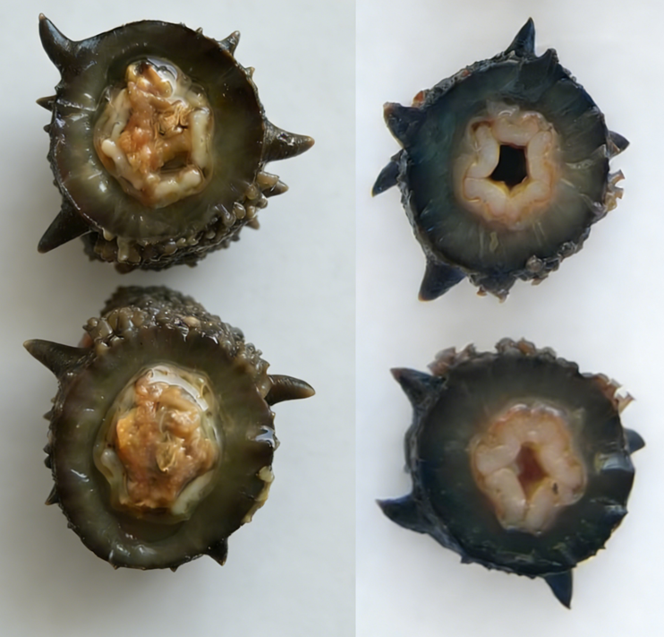 全参锁鲜新型即食海参.png
