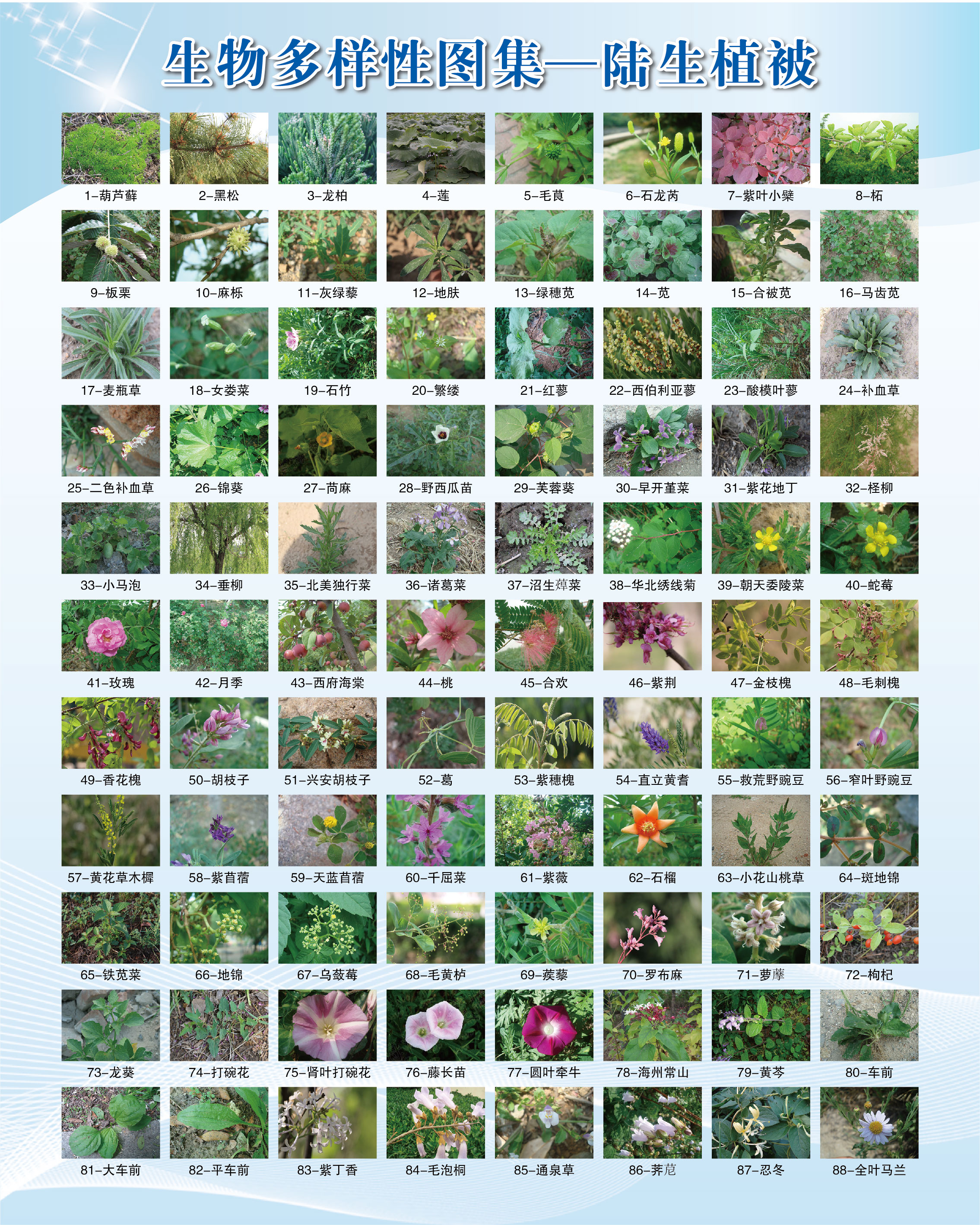 图2：陆生植被图集.jpg