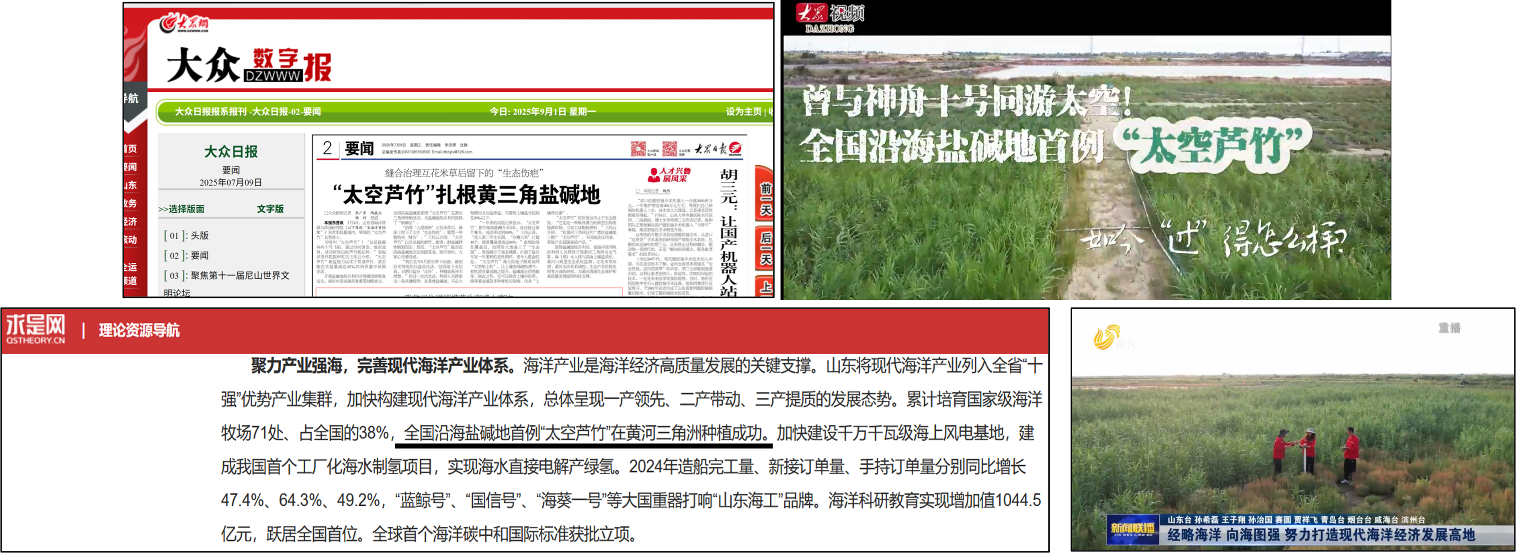 图4：全国沿海盐碱地首例“太空芦竹”在我院东营基地种植成功 .png