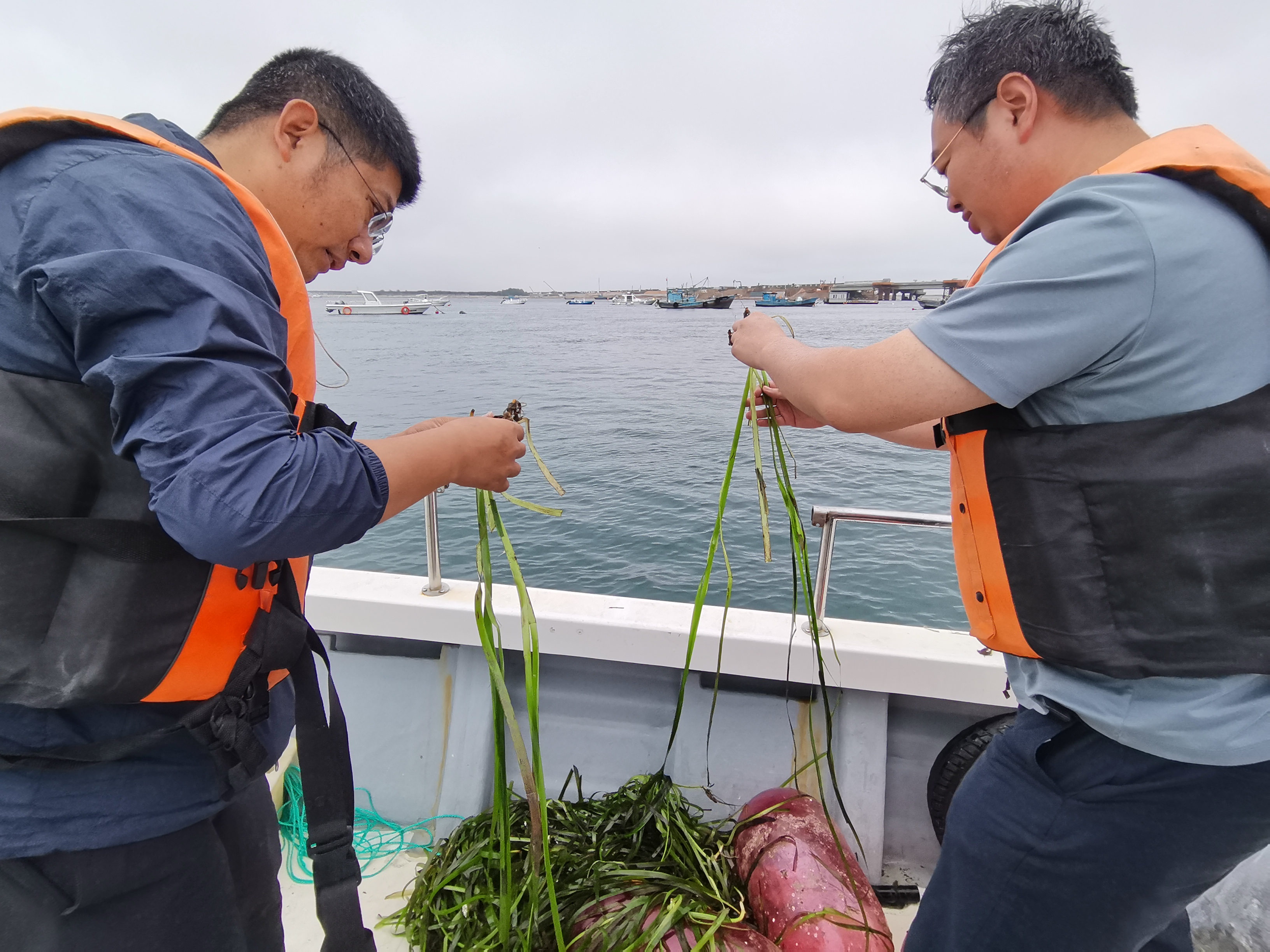 海草床调查.jpg