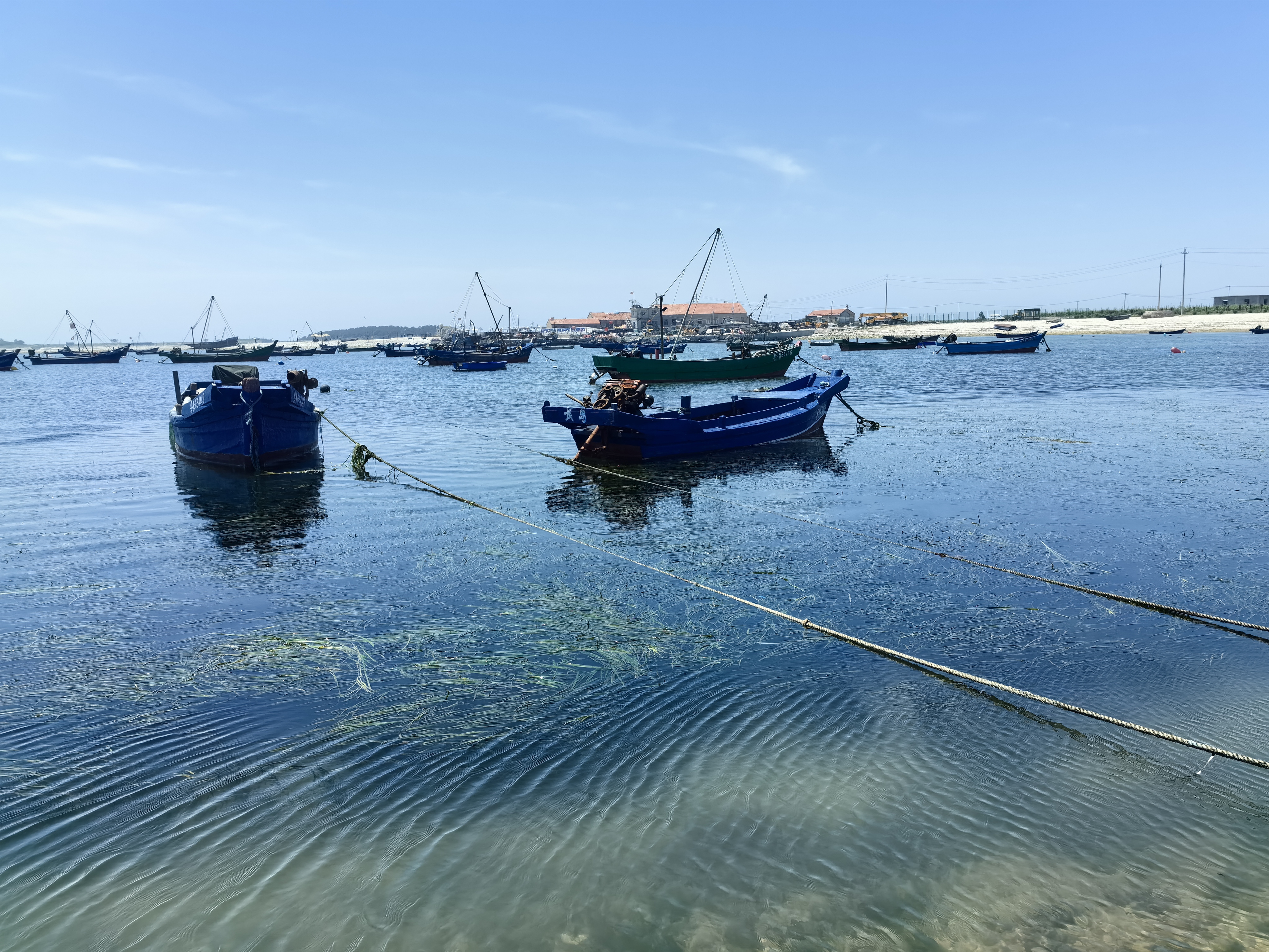 长岛海草床.jpg