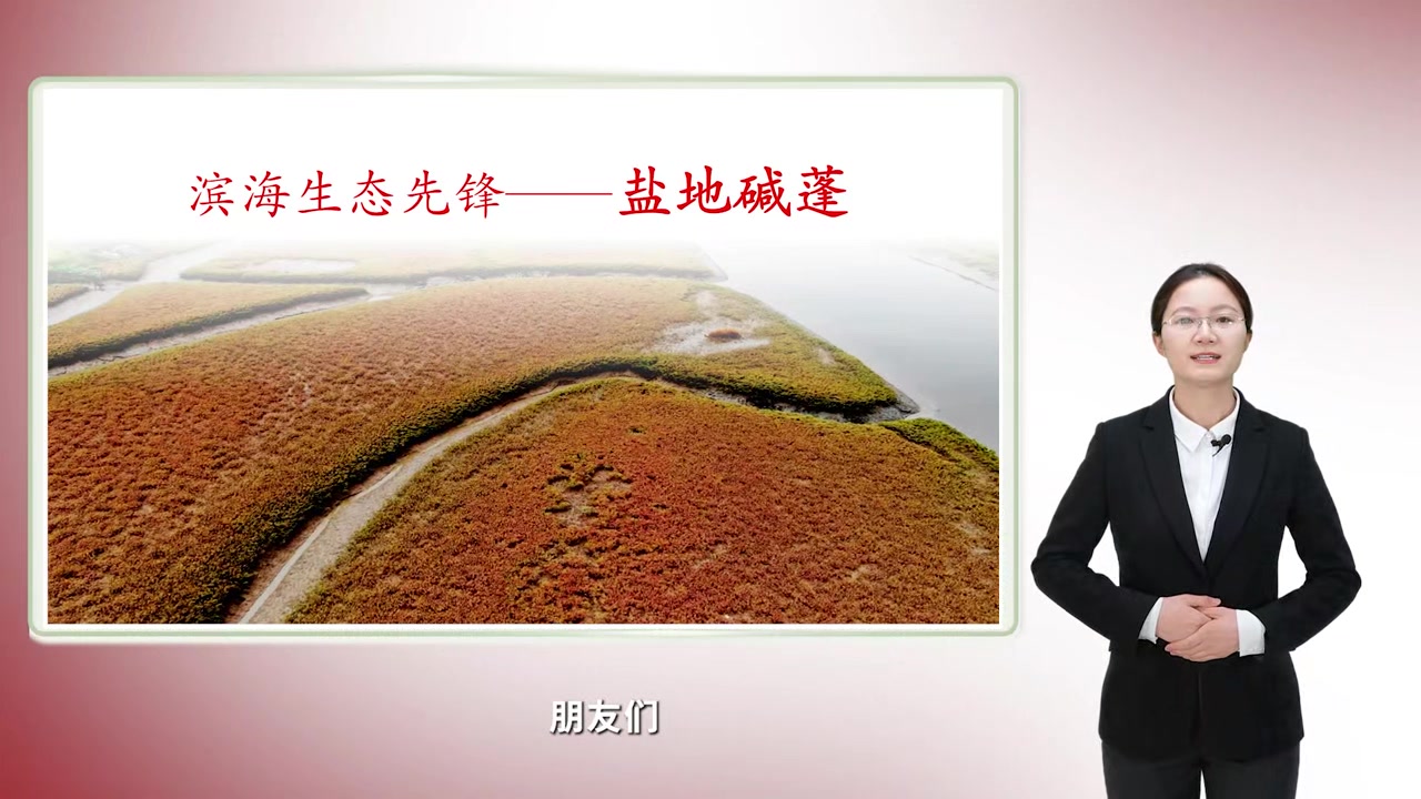 滨海生态先锋—盐地碱蓬