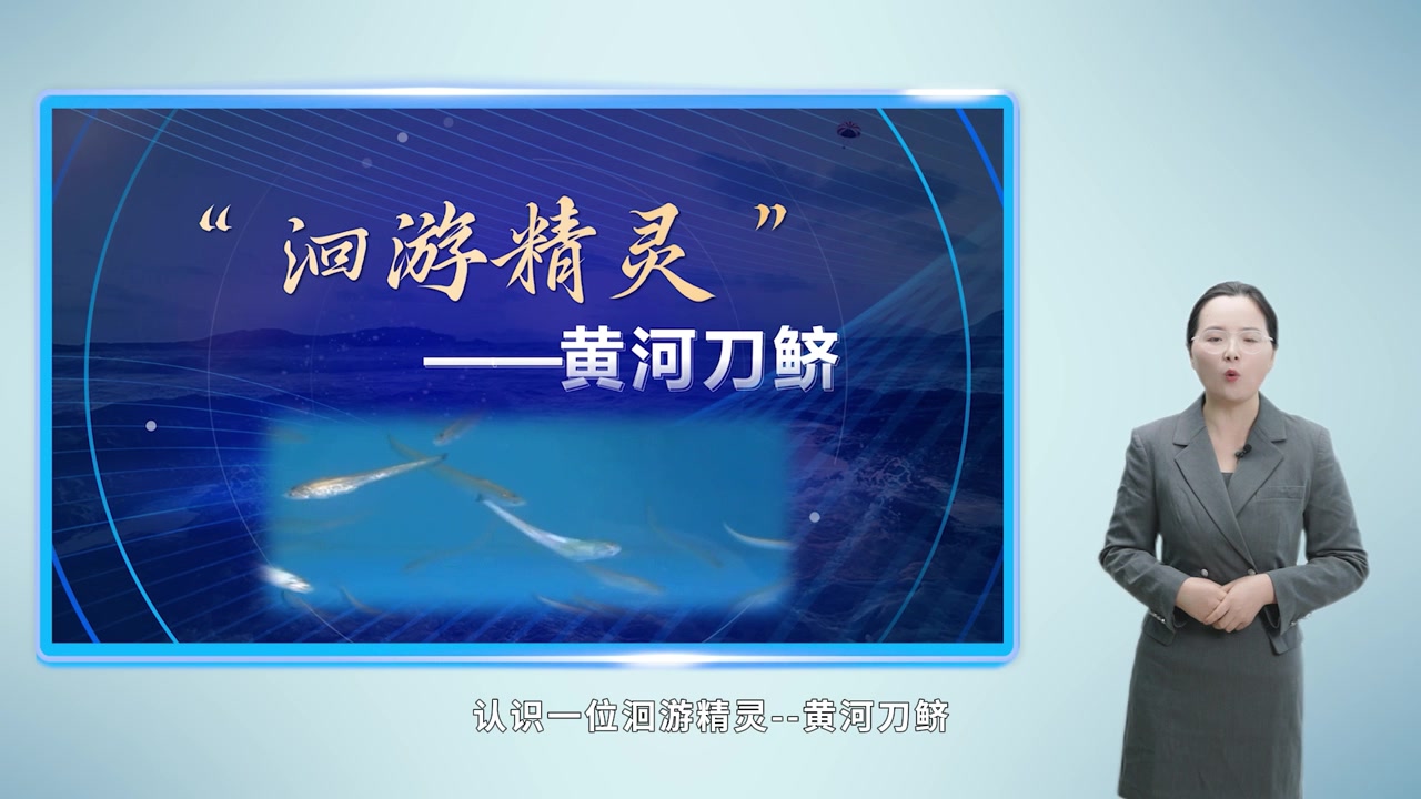 “洄游精灵” 黄河刀鲚